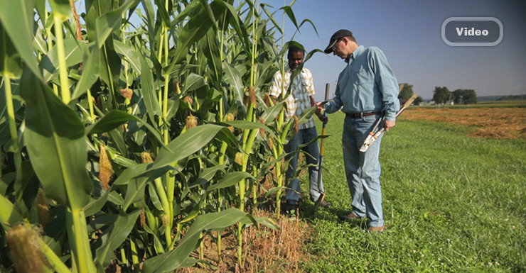 Dr. Lynch and a student inspect a corn field.